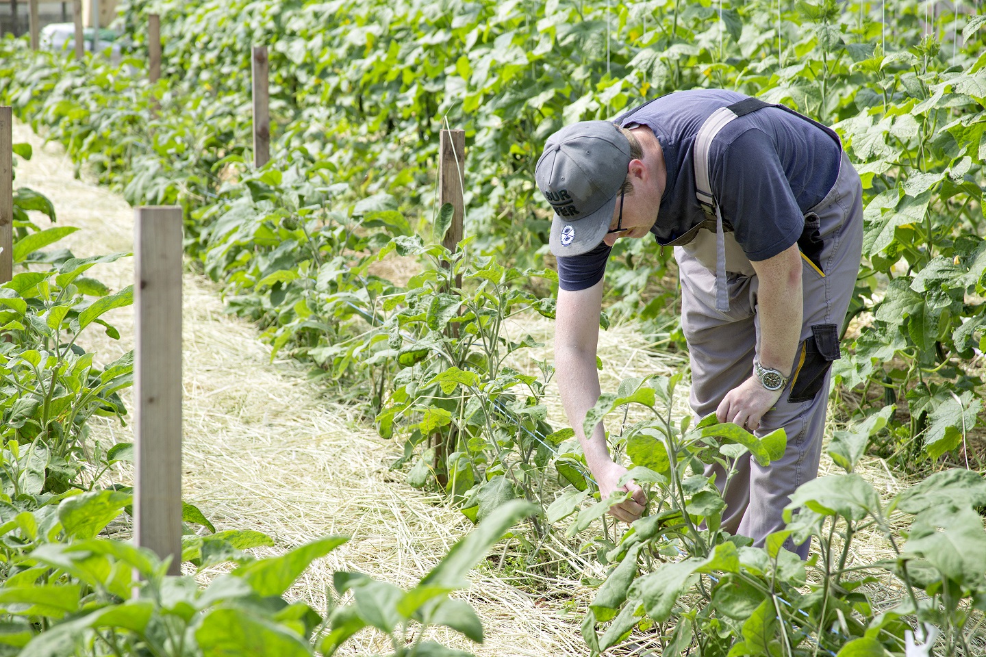 Gemüsebau » BioGarten Flechtdorf