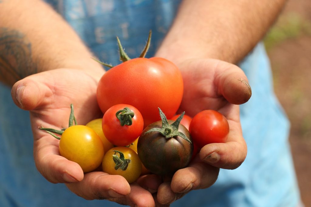 Hände zeigen verschiedene Tomatensorten 