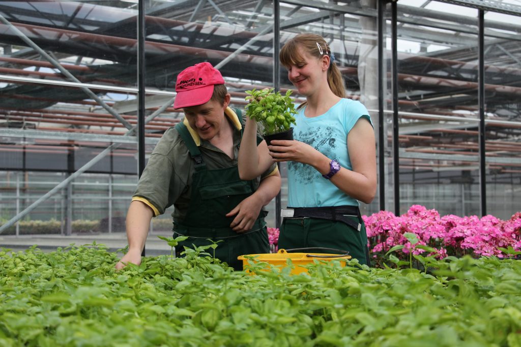 Julia und Uwe kontrollieren die Basilikum-Pflanzen