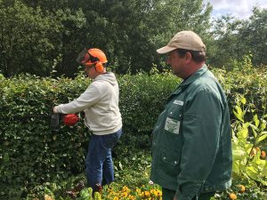 zwei Männer schneiden eine Hecke
