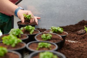 junge Pflänzchen werden eingetopft