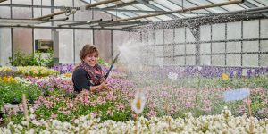 Blumen gießen im Gewächshaus