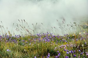 Bewerbung Freie Stellen - Arbeitsplätze im Bio-Garten-Flechtdorf