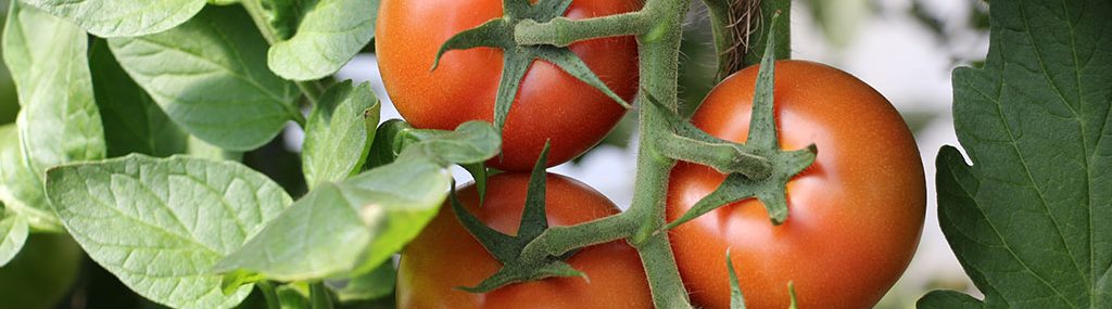 Reife Tomaten