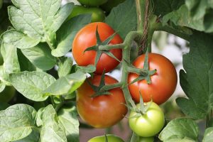 Tomatenpflanze mit roten und grünen Früchten