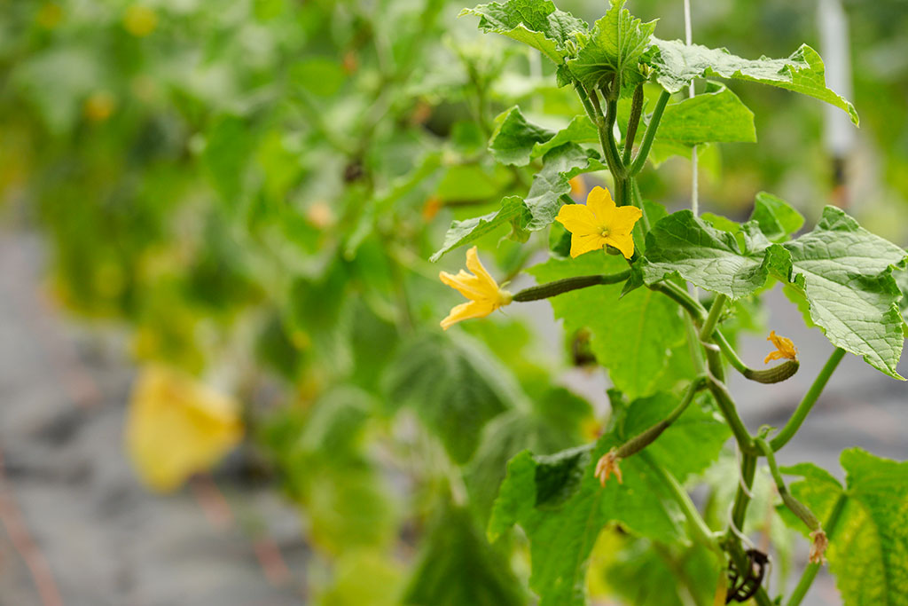 Zucchiniblüte